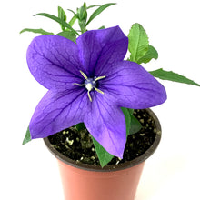 Load image into Gallery viewer, Perennial, 4in, Balloon Flower - Floral Acres Greenhouse &amp; Garden Centre
