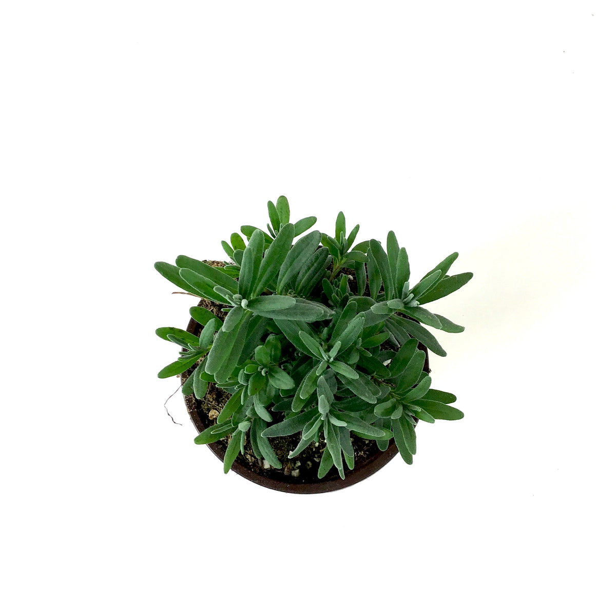 Perennial, 4in, English Lavender - Floral Acres Greenhouse & Garden Centre