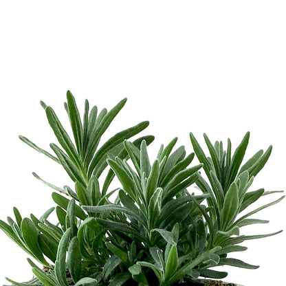 Perennial, 4in, English Lavender - Floral Acres Greenhouse & Garden Centre
