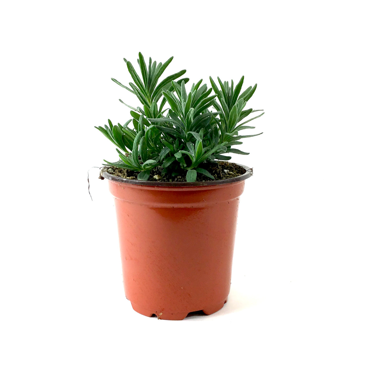 Perennial, 4in, English Lavender - Floral Acres Greenhouse & Garden Centre