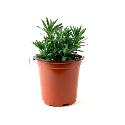 Perennial, 4in, English Lavender - Floral Acres Greenhouse & Garden Centre