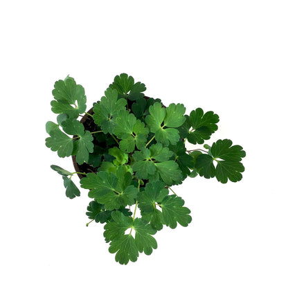 Perennial, 4in, Dwarf Wild Columbine - Floral Acres Greenhouse & Garden Centre
