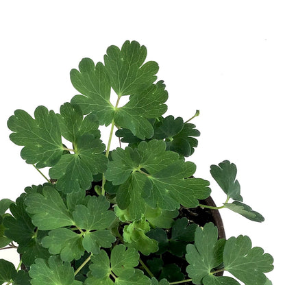 Perennial, 4in, Dwarf Wild Columbine - Floral Acres Greenhouse & Garden Centre