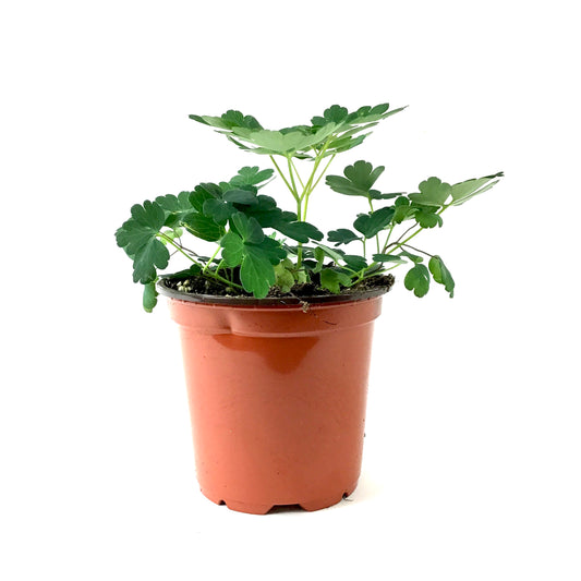 Perennial, 4in, Dwarf Wild Columbine - Floral Acres Greenhouse & Garden Centre