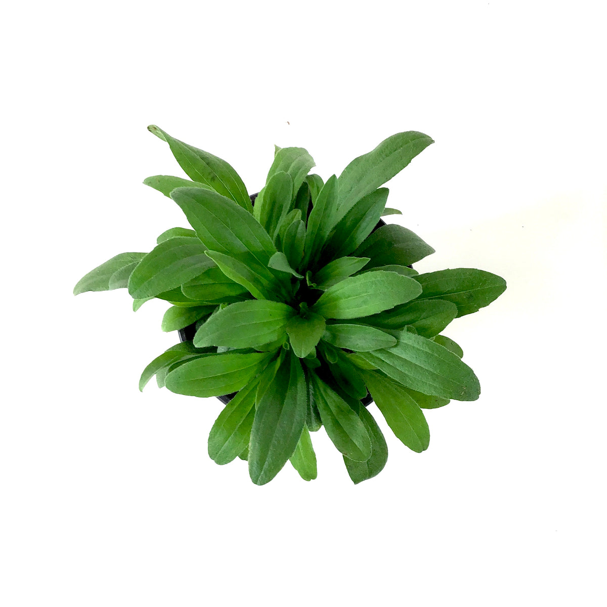 Perennial, 4in, Alpine Aster - Floral Acres Greenhouse & Garden Centre