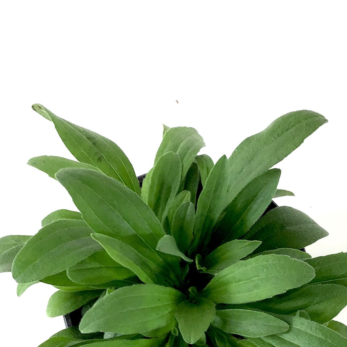 Perennial, 4in, Alpine Aster - Floral Acres Greenhouse & Garden Centre