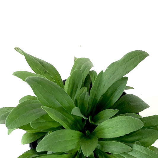 Perennial, 4in, Alpine Aster - Floral Acres Greenhouse & Garden Centre
