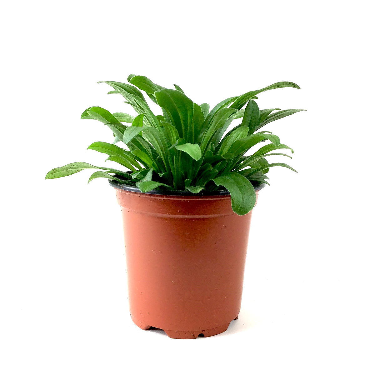 Perennial, 4in, Alpine Aster - Floral Acres Greenhouse & Garden Centre