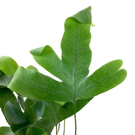 Fern, 4in, Blue Star - Floral Acres Greenhouse & Garden Centre