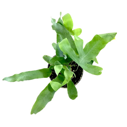 Fern, 4in, Blue Star - Floral Acres Greenhouse & Garden Centre