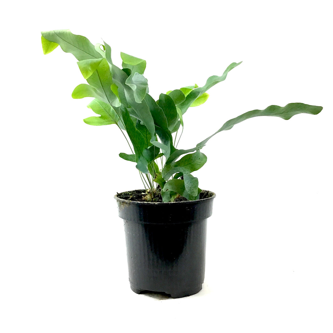 Fern, 4in, Blue Star - Floral Acres Greenhouse & Garden Centre