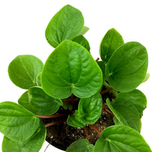 Load image into Gallery viewer, Peperomia, 4in, Leap Frog - Floral Acres Greenhouse &amp; Garden Centre
