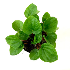 Peperomia, 4in, Leap Frog - Floral Acres Greenhouse & Garden Centre