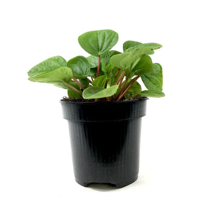 Peperomia, 4in, Leap Frog - Floral Acres Greenhouse & Garden Centre