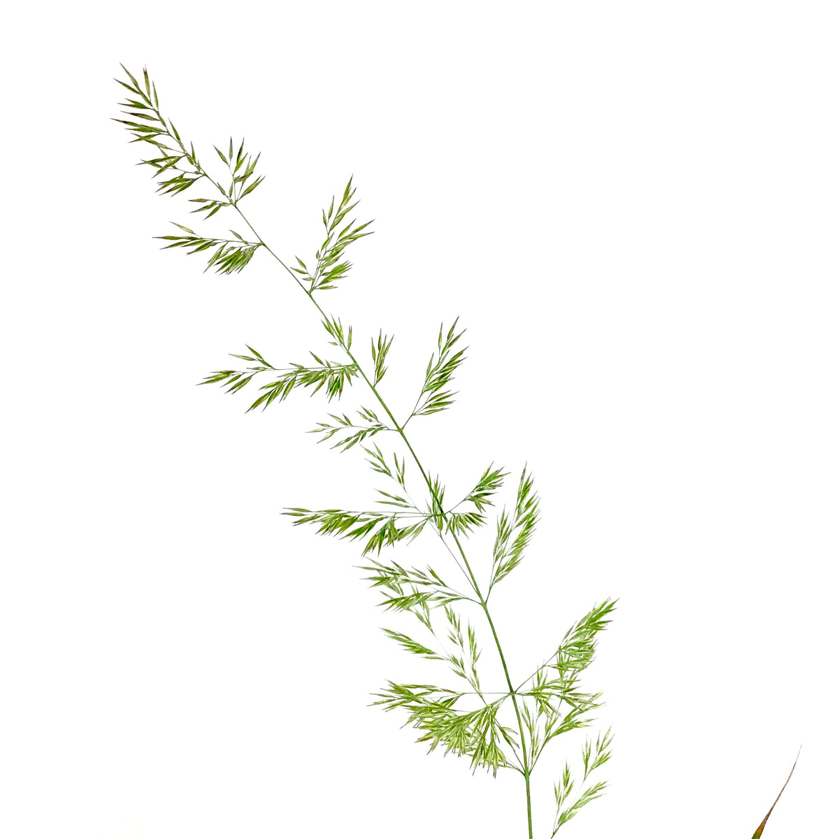 Grass, 1 gal, Karl Foerster Feather Reed
