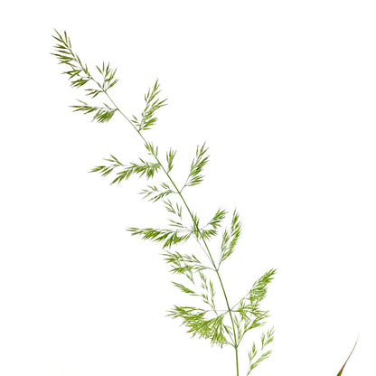 Grass, 1 gal, Karl Foerster Feather Reed
