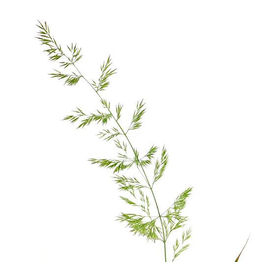 Grass, 1 gal, Karl Foerster Feather Reed