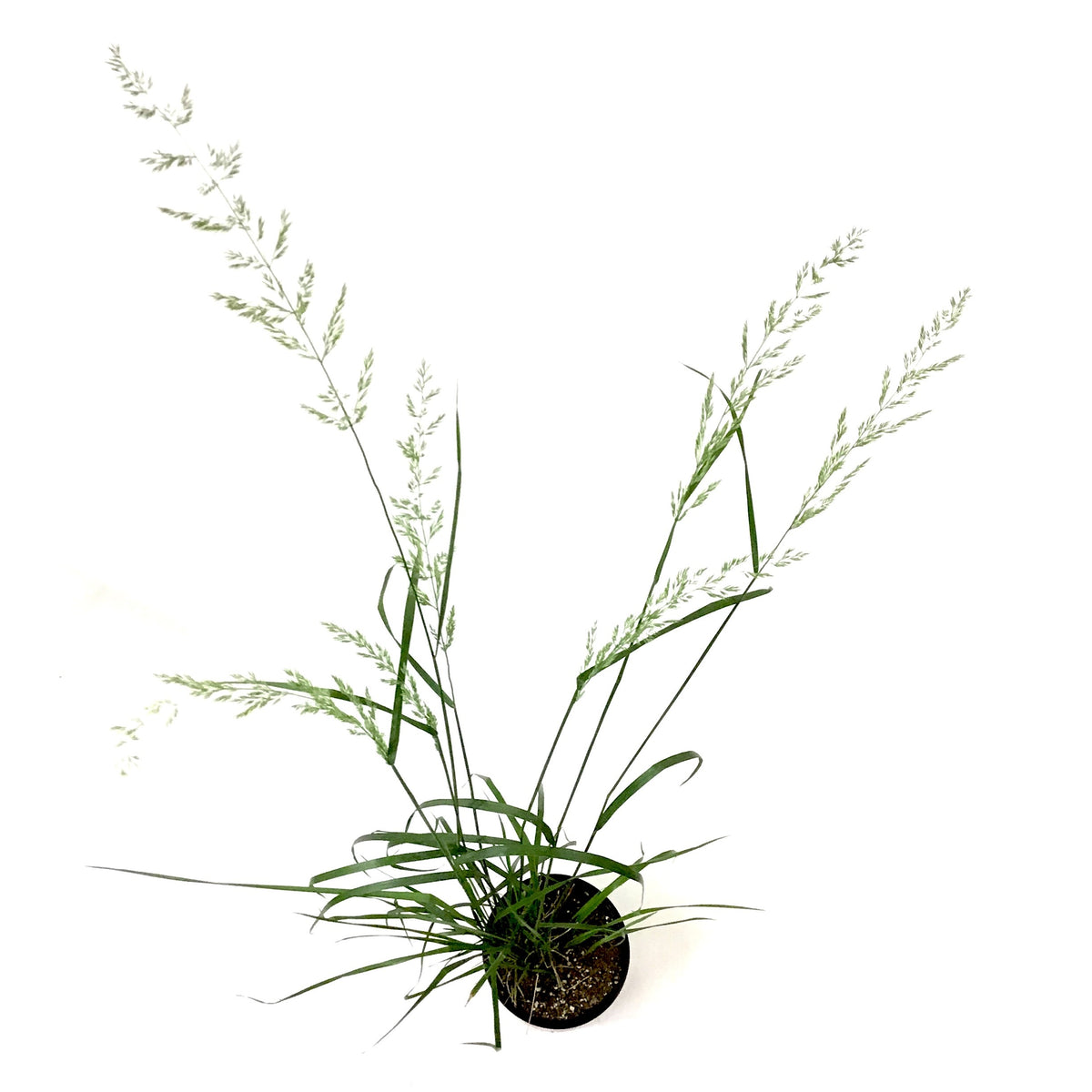 Grass, 1 gal, Karl Foerster Feather Reed
