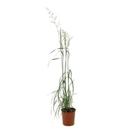 Grass, 1 gal, Karl Foerster Feather Reed