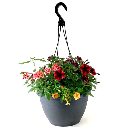 Hanging Basket, 13in, Spring Combo, Assorted