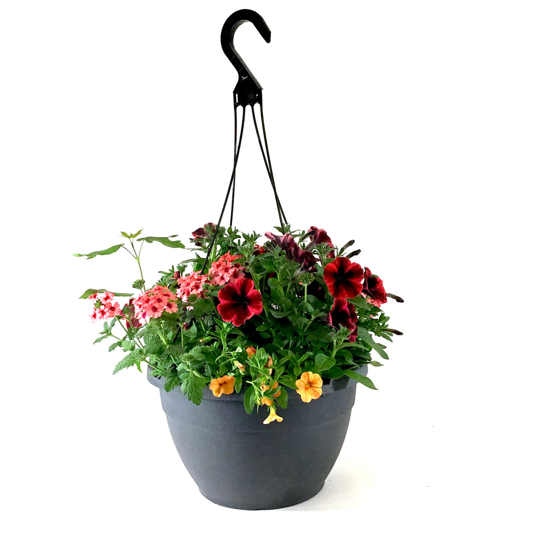 Hanging Basket, 13in, Spring Combo, Assorted