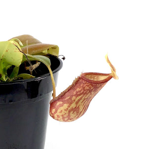 Nepenthes, 3.5in, St. Gaya Tropical Pitcher Plant - Floral Acres Greenhouse & Garden Centre