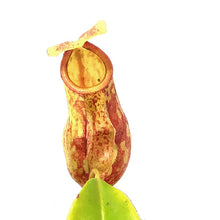 Load image into Gallery viewer, Nepenthes, 3.5in, St. Gaya Tropical Pitcher Plant
