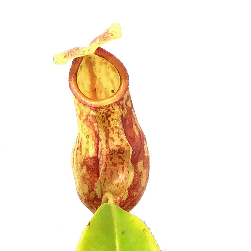 Nepenthes, 3.5in, St. Gaya Tropical Pitcher Plant