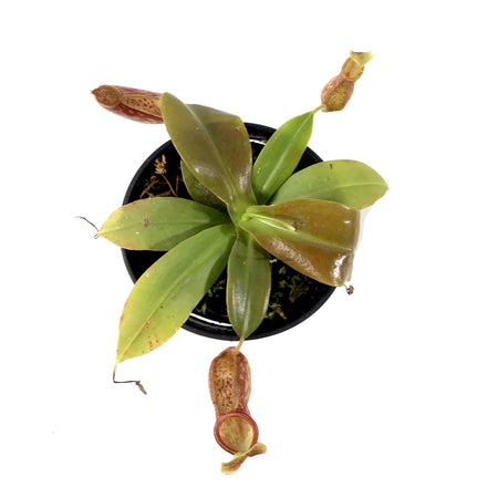 Nepenthes, 3.5in, St. Gaya Tropical Pitcher Plant - Floral Acres Greenhouse & Garden Centre