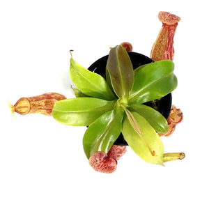 Nepenthes, 3.5in, St. Gaya Tropical Pitcher Plant