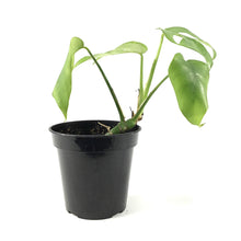 Load image into Gallery viewer, Rhaphidophora, 3.5in, Tetrasperma/Monstera Minima - Floral Acres Greenhouse &amp; Garden Centre
