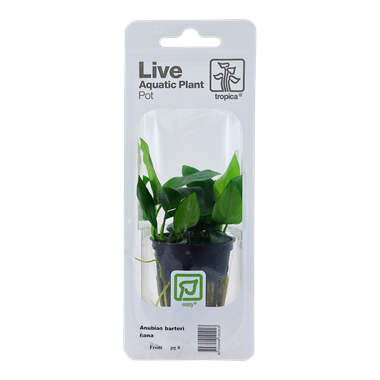 Anubias Barteri var. Nana, Packaged Pot - Floral Acres Greenhouse & Garden Centre