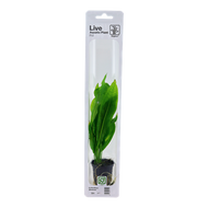 Echinodorus Grisebachii Bleherae, Packaged Pot - Floral Acres Greenhouse & Garden Centre