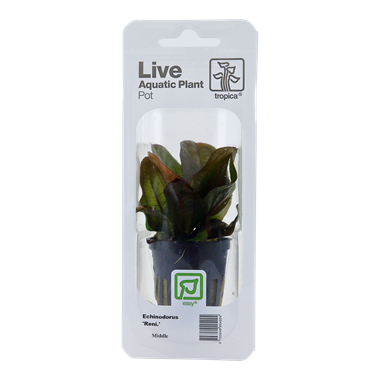 Echinodorus Reni, Packaged Pot - Floral Acres Greenhouse & Garden Centre