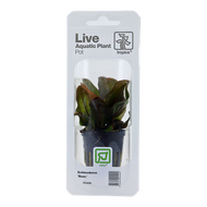 Echinodorus Reni, Packaged Pot - Floral Acres Greenhouse & Garden Centre