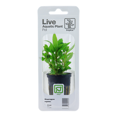 Staurogyne Repens, Packaged Pot - Floral Acres Greenhouse & Garden Centre