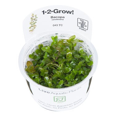 Bacopa Caroliniana, 1-2-Grow! - Floral Acres Greenhouse & Garden Centre