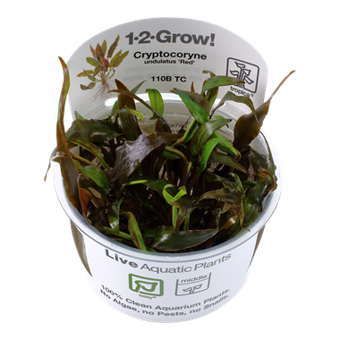 Cryptocoryne Undulatus Red, 1-2-Grow! - Floral Acres Greenhouse & Garden Centre