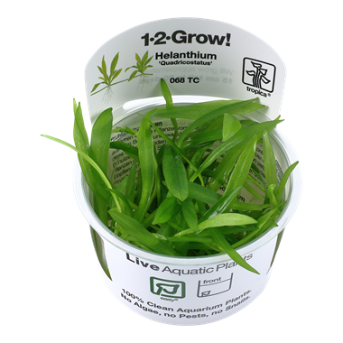 Helanthium Bolivianum Quadricostatus, 1-2-Grow! - Floral Acres Greenhouse & Garden Centre