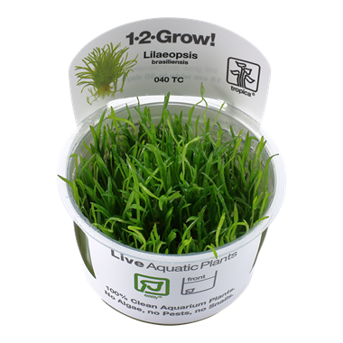 Lilaeopsis Brasiliensis, 1-2-Grow! - Floral Acres Greenhouse & Garden Centre