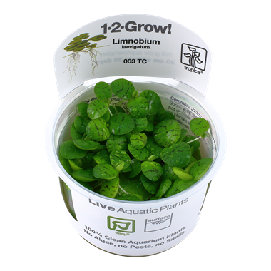 Limnobium Laevigatum, 1-2-Grow! - Floral Acres Greenhouse & Garden Centre