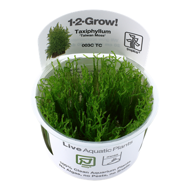 Taxiphyllum Alternans Taiwan Moss, 1-2-Grow! - Floral Acres Greenhouse & Garden Centre