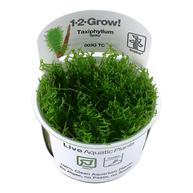 Taxiphyllum Spiky Moss, 1-2-Grow! - Floral Acres Greenhouse & Garden Centre