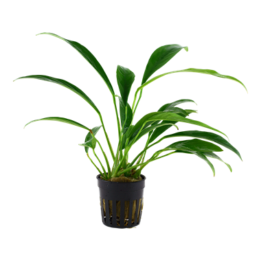 Anubias Barteri var. Angustifolia, 2in - Floral Acres Greenhouse & Garden Centre