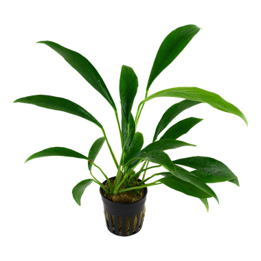 Anubias Barteri var. Angustifolia, 2in - Floral Acres Greenhouse & Garden Centre