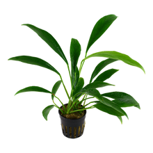 Load image into Gallery viewer, Anubias Barteri var. Angustifolia, 2in - Floral Acres Greenhouse &amp; Garden Centre
