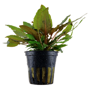 Cryptocoryne Wendtii Tropica, 2in - Floral Acres Greenhouse & Garden Centre