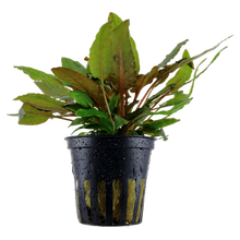 Load image into Gallery viewer, Cryptocoryne Wendtii Tropica, 2in - Floral Acres Greenhouse &amp; Garden Centre
