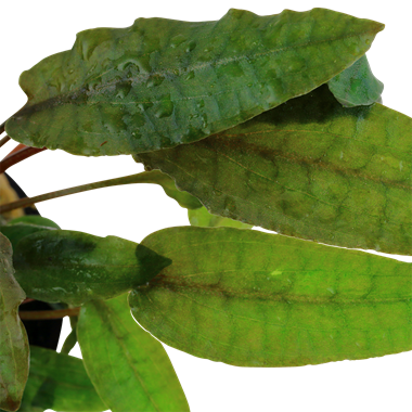 Cryptocoryne Wendtii Tropica, 2in - Floral Acres Greenhouse & Garden Centre