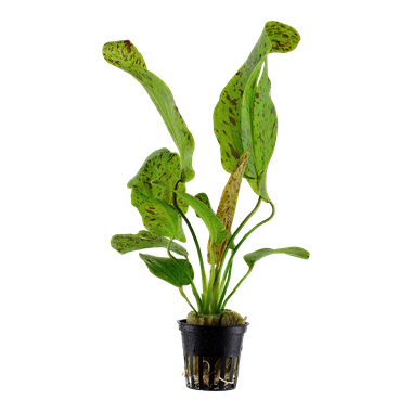Echinodorus Ozelot Green, 2in - Floral Acres Greenhouse & Garden Centre